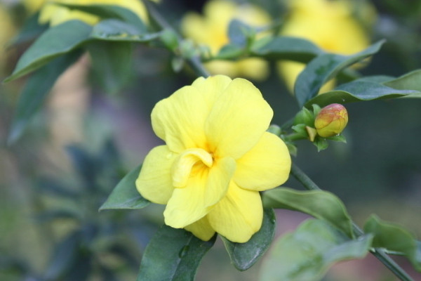 迎春花為什麼叫迎春花