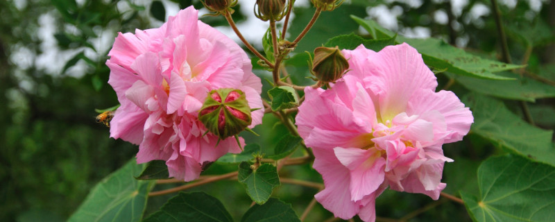 芙蓉花葉子幹枯怎麼辦