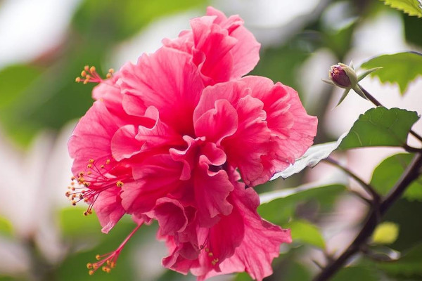 芙蓉花葉子幹枯怎麼辦