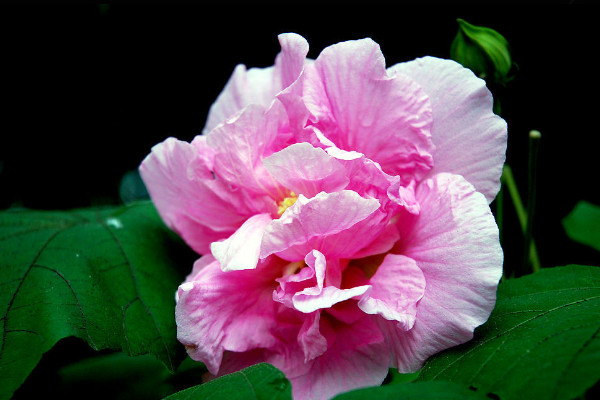 芙蓉花葉子幹枯怎麼辦