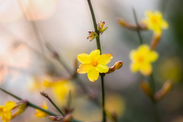 迎春花可以放在臥室嗎