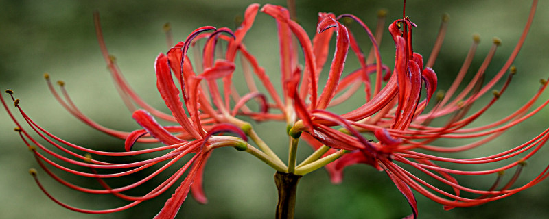 彼岸花對人有什麼害處