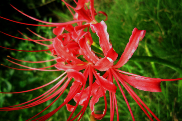 彼岸花對人有什麼害處