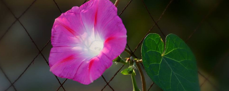 牽牛花秋季播種什麼時候開花