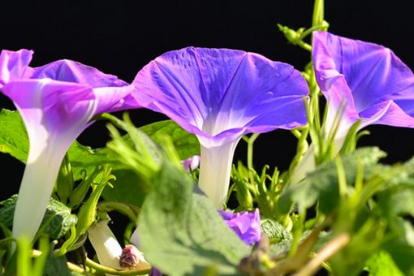 牽牛花秋季播種什麼時候開花