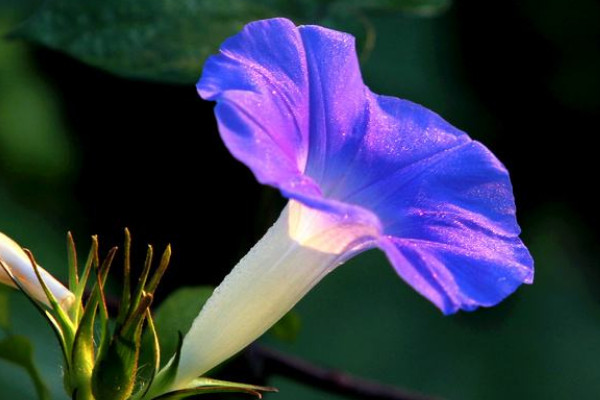 牽牛花葉子發黑幹枯