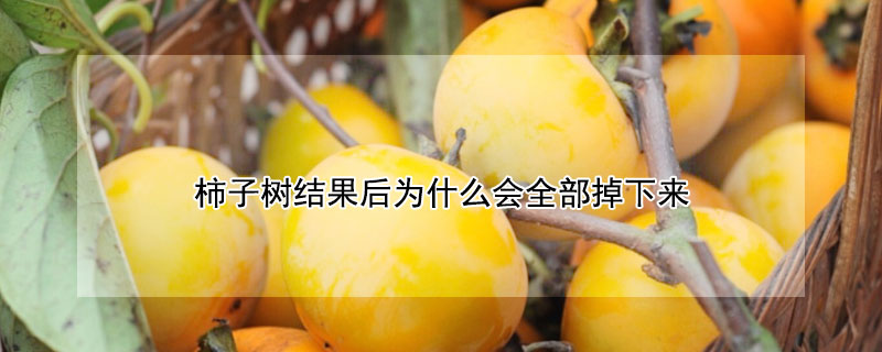 柿子樹結果後為什麼會全部掉下來