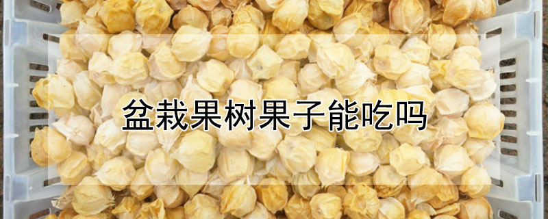 盆栽果樹果子能吃嗎