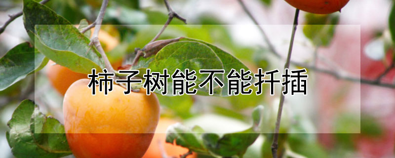 柿子樹能不能扡插