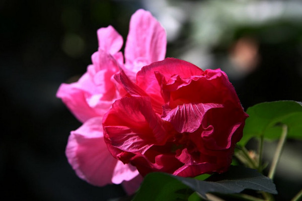 芙蓉花沒根能活嗎