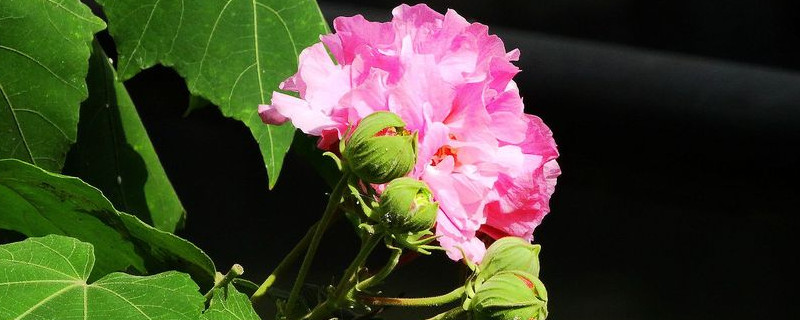 芙蓉花不開花怎麼回事