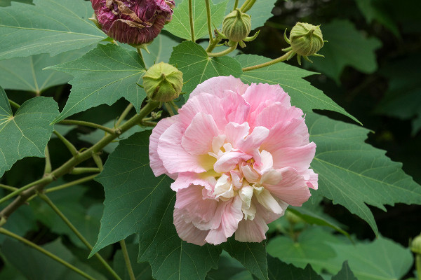 芙蓉花不開花怎麼回事