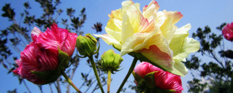 芙蓉花冬天怎麼澆水