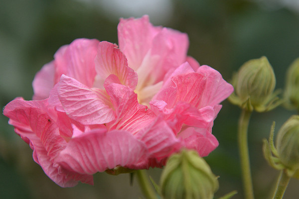 芙蓉花冬天怎麼澆水