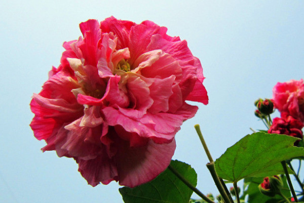 芙蓉花冬天怎麼澆水