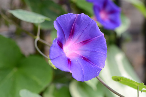 牽牛花盆栽容易開花嗎