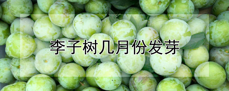 李子樹幾月份發芽