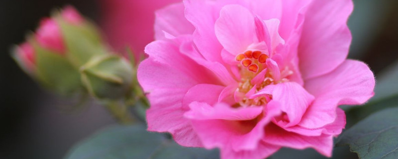 芙蓉花是怎麼變色的