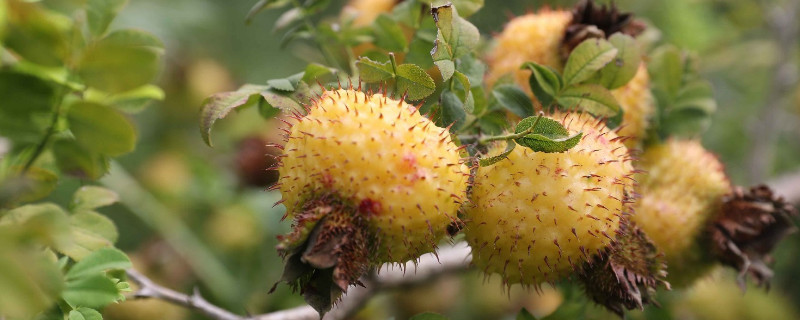 金櫻子根多餘怎麼處理