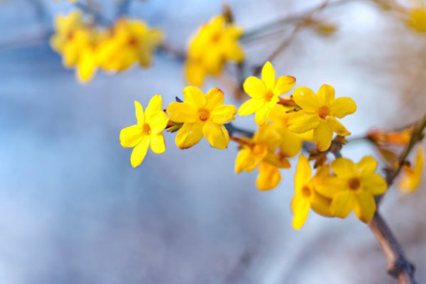 迎春花晚上吸收氧氣嗎