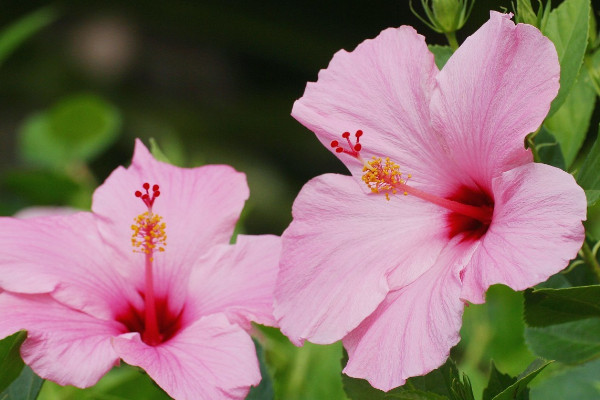 芙蓉花栽葉什麼時候出新葉