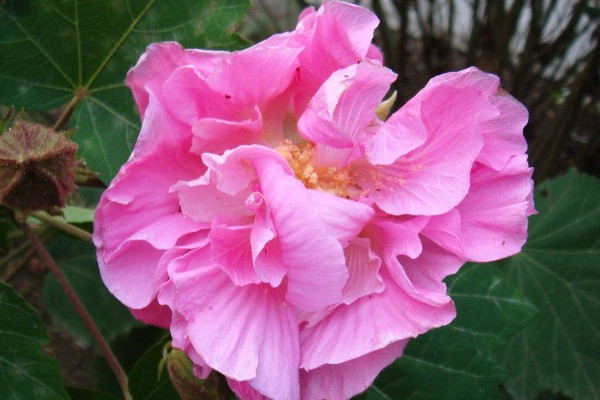 芙蓉花栽葉什麼時候出新葉