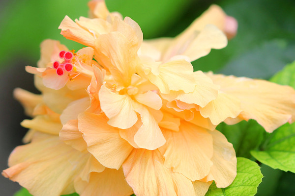 芙蓉花沒開花之前需要掐尖嗎