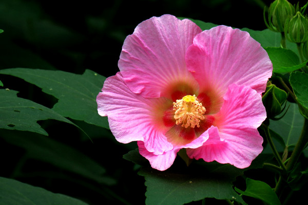 芙蓉花小苗多久能開花