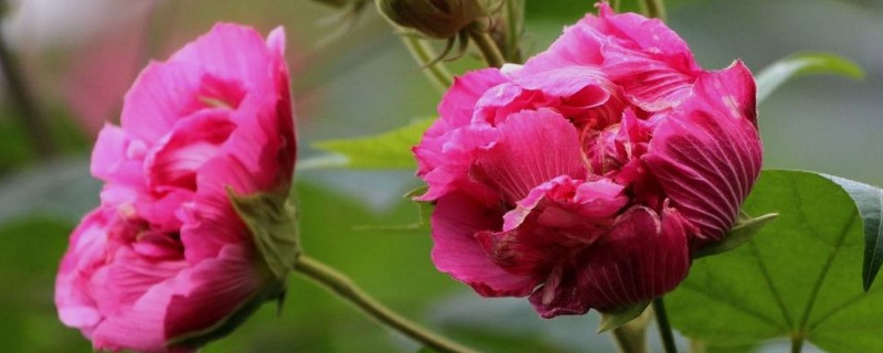 芙蓉花水培多長時間生根