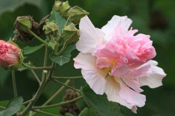 芙蓉花是哪裏的市花