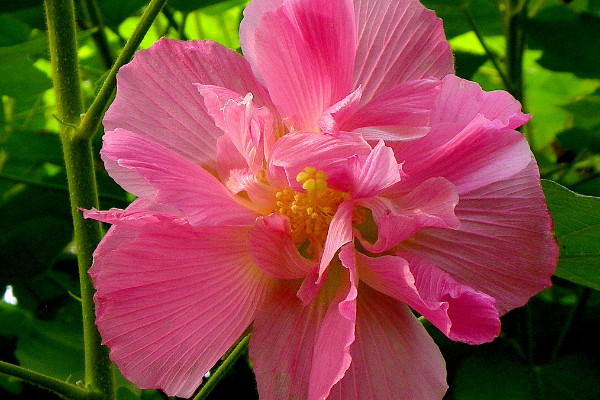 芙蓉花是哪裏的市花