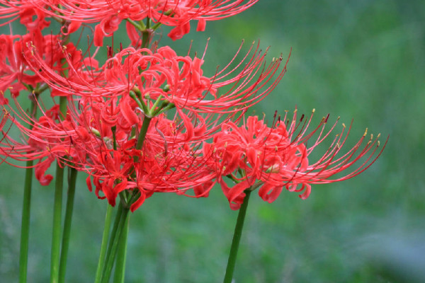 彼岸花是什麼花