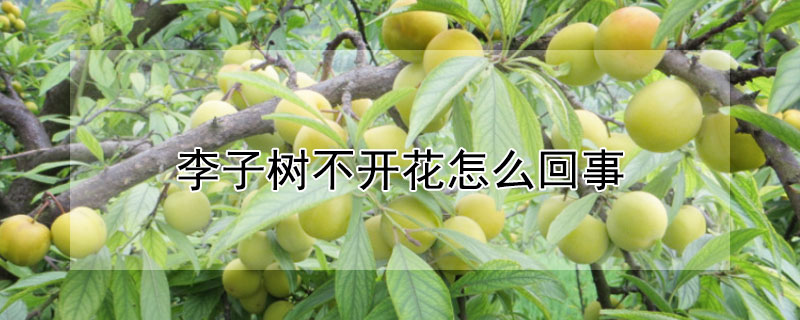 李子樹不開花怎麼回事