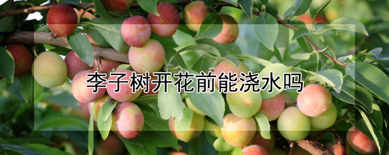 李子樹開花前能澆水嗎