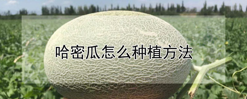 哈密瓜怎麼種植方法