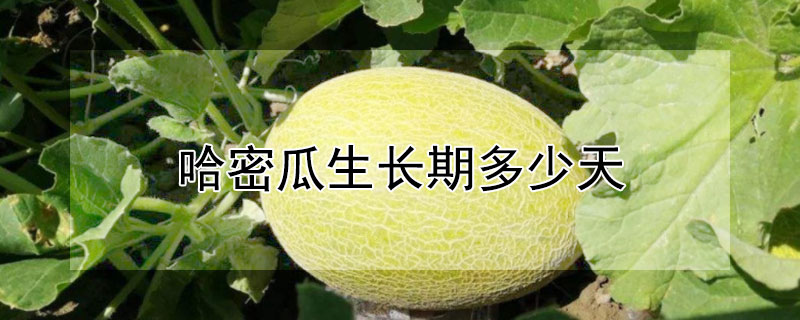 哈密瓜生長期多少天