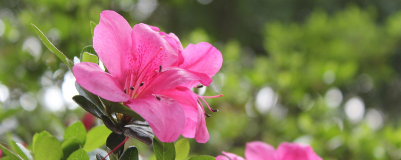 杜鵑花冬季怎麼修剪