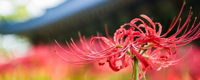 送彼岸花代表什麼意思