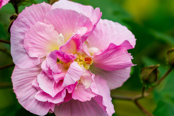 芙蓉花怎樣用葉片扡插