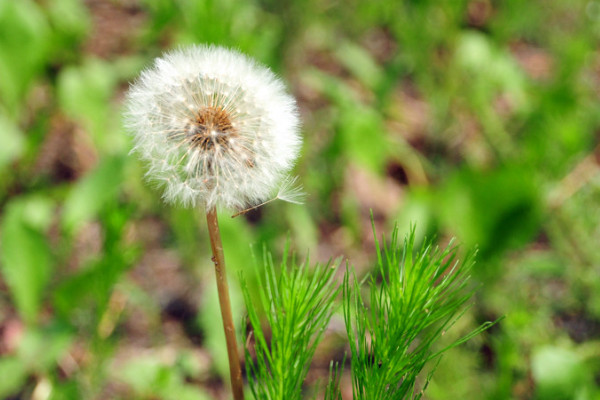 蒲公英的花語與寓意