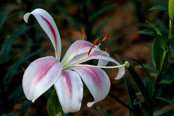 百合花苞掉了還會長嗎