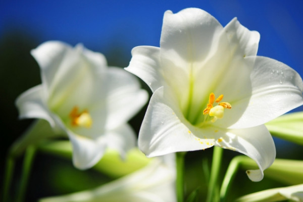 百合花的珠芽怎麼處理