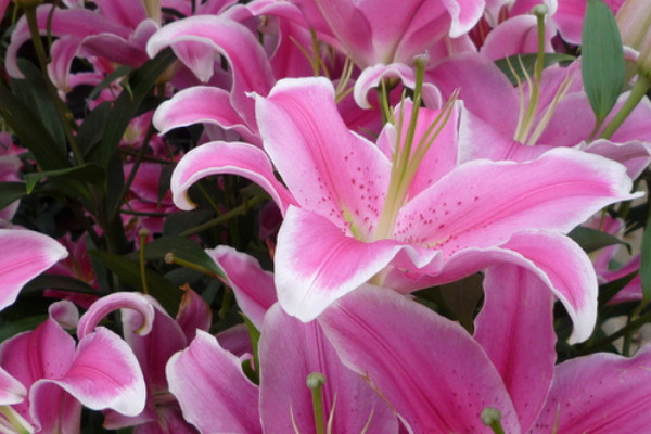 百合花秋季發芽了怎麼辦