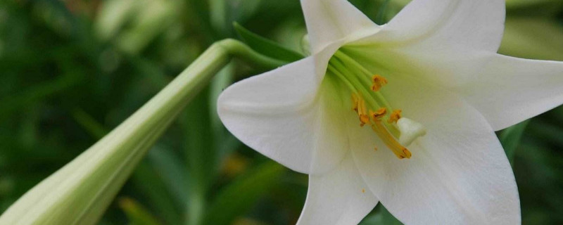 百合花夏天怎麼管理