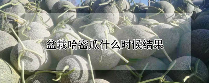 盆栽哈密瓜什麼時候結果