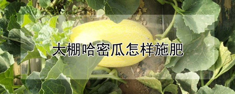 大棚哈密瓜怎樣施肥