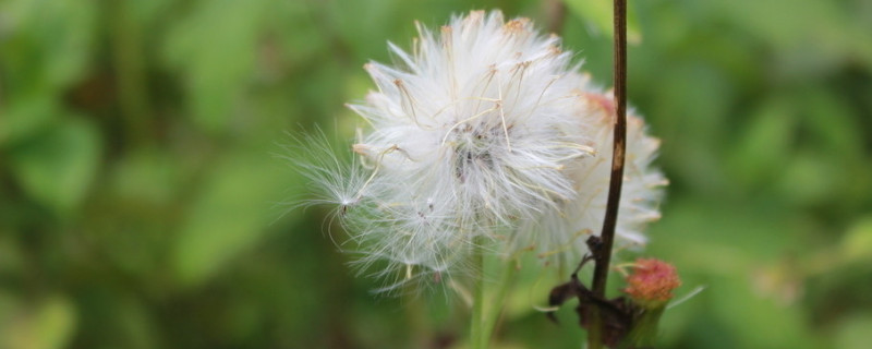 蒲公英多長時間割一茬