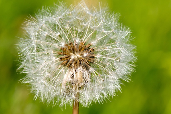 蒲公英種植條件