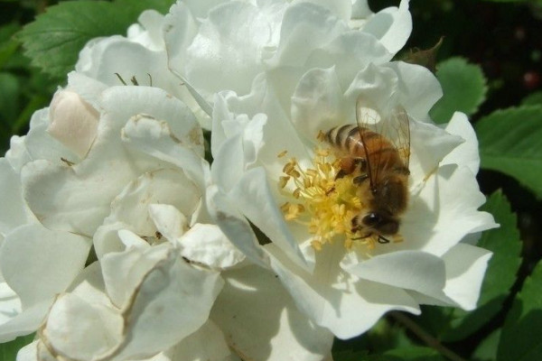 薔薇花什麼時候種植