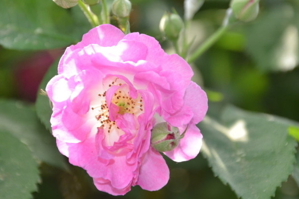 薔薇花種子種植法